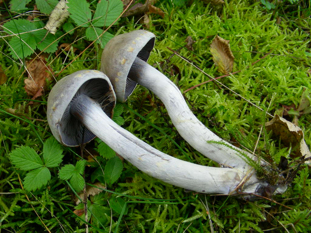 Cortinarius lebretonii.